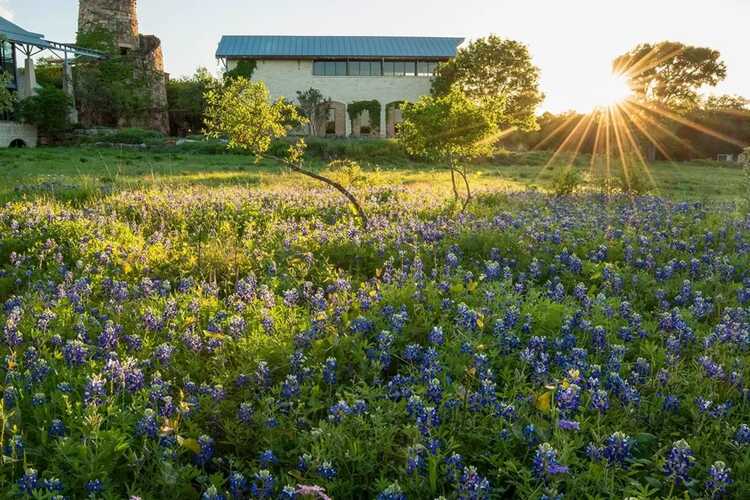 Lady Bird Johnson Wildflower Center