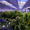 Commercial Marijuana Grow Operation