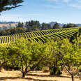 fruit trees and vineyard grapes in santa rosa, ca