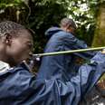 vet with dart gun to use on gorilla for medical care