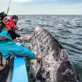 a group of people on a boat touching a gray whale in Baja Sur 