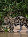 How a Jaguar Doctor Is Saving the Big Cats in Brazil’s Pantanal Wetland